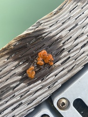 Botryllus schlosseri