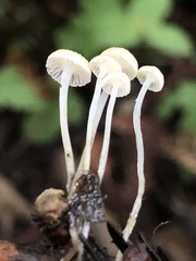Roridomyces roridus