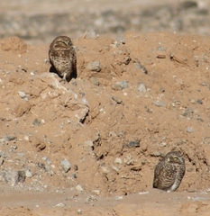 Athene cunicularia hypugaea