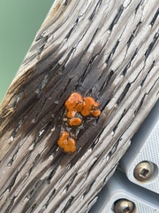 Botryllus schlosseri