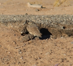 Athene cunicularia hypugaea
