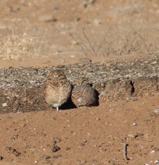 Athene cunicularia hypugaea