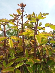 Kalanchoe laxiflora