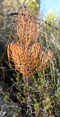 Leucadendron osbornei
