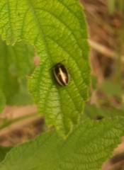 Desmogramma