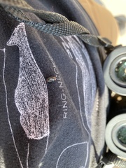 Disonycha pensylvanica