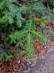 Abies balsamea