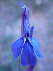 Lobelia tomentosa