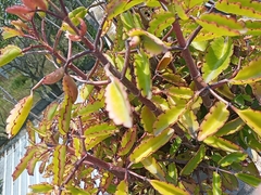 Kalanchoe laxiflora