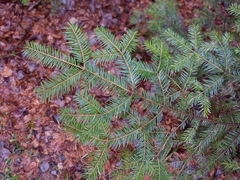 Abies balsamea