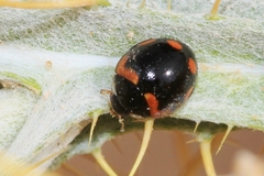 Oenopia oncina