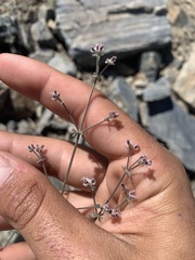 Galium hilendiae carneum