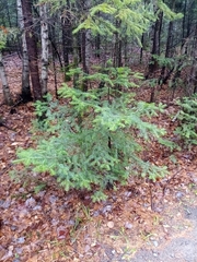 Abies balsamea