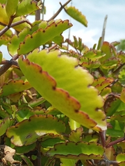 Kalanchoe laxiflora