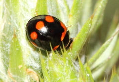 Oenopia oncina