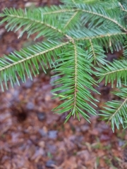 Abies balsamea