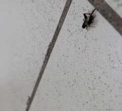 Loxoblemmus equestris