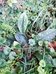 Pulmonaria