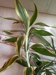 Dracaena sanderiana