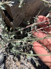 Galium hilendiae carneum