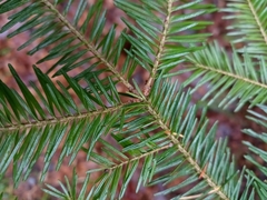 Abies balsamea