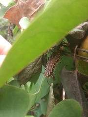 Battus polydamas