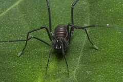 Cryptogeobiidae