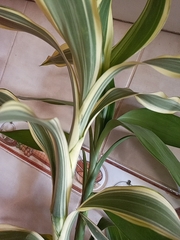Dracaena sanderiana