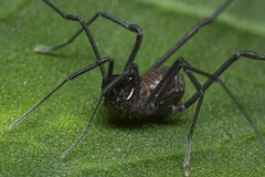 Cryptogeobiidae