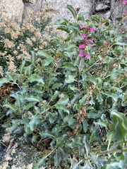 Penstemon clevelandii