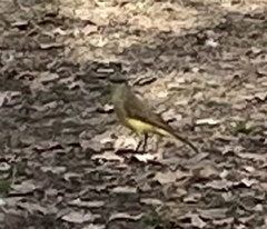 Machetornis rixosa