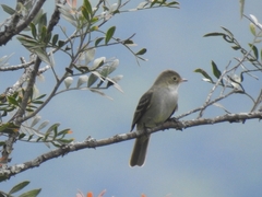 Elaenia