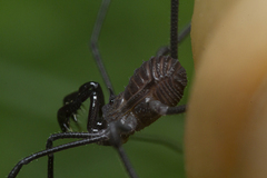Cryptogeobiidae