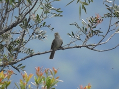Elaenia