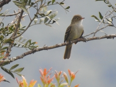 Elaenia