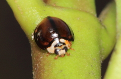 Cheilomenes propinqua