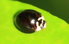 Cheilomenes propinqua