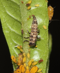 Cheilomenes propinqua