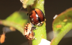 Cheilomenes propinqua