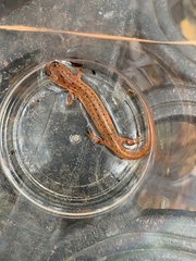 Pseudotriton montanus montanus