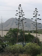 Agave vivipara