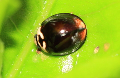 Cheilomenes propinqua