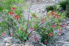 Erythrina flabelliformis