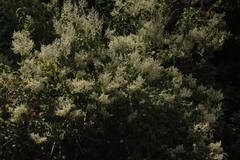 Iresine cassiniiformis