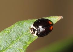 Cheilomenes propinqua