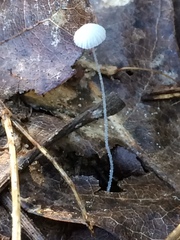 Mycena tenerrima