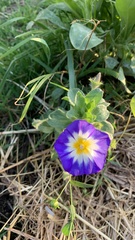 Convolvulus tricolor