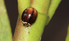 Cheilomenes propinqua