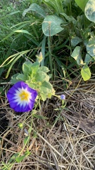 Convolvulus tricolor