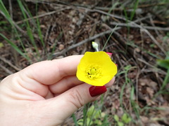 Ranunculus illyricus
